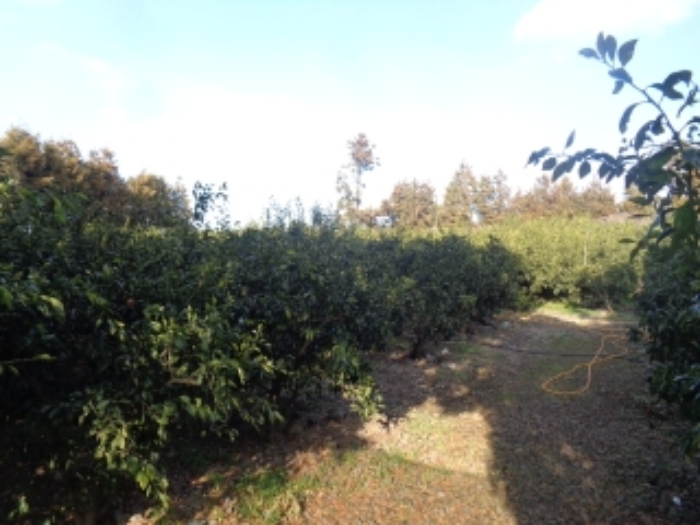 소재지 2. (애월읍 상가리 1536-1) 전경