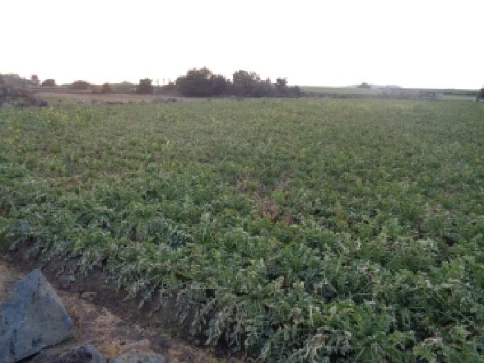 소재지 1. (대정읍 상모리 1063-1) 전경