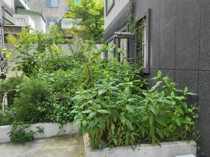 [조경수목-토지에 포함평가]