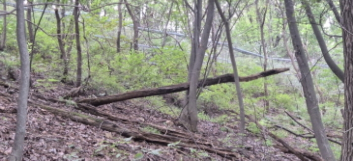 토지전경도(윗쪽으로 철조망 펜스가 쳐져있음)