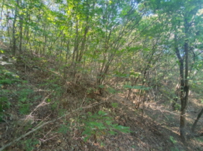 현장사진(토지 전경)