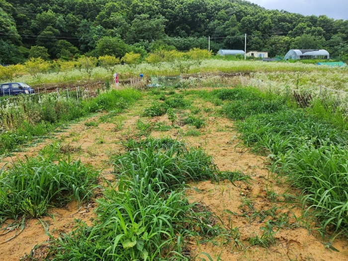 기호(1) 전경(서측에서 촬영)