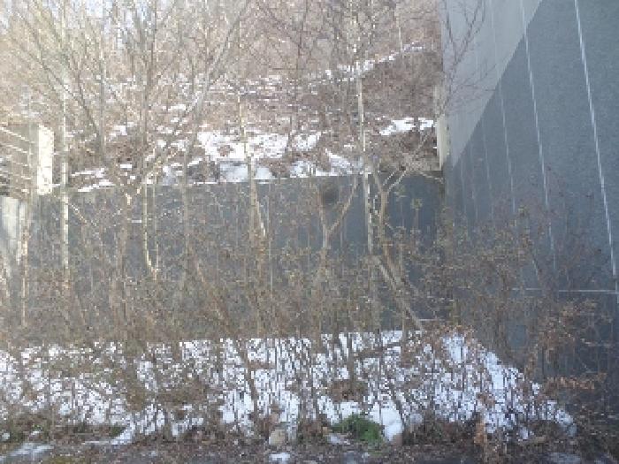 목록2. 지상 경계부근 수목 