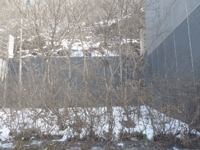 【 수목 전경 】