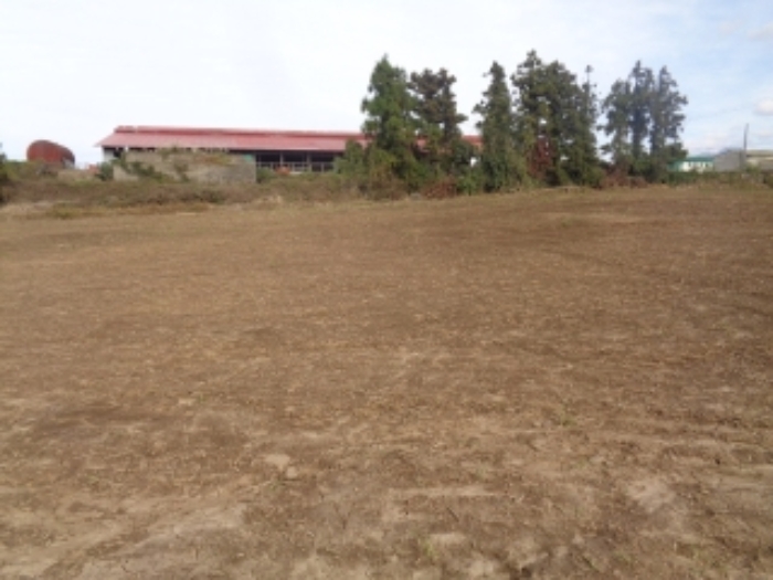 소재지3,4(금악리 196-47, 금악리 194-1) 경작지 부분 사진