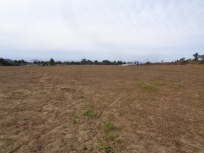 소재지4(금악리 194-1) 경작지 부분 사진