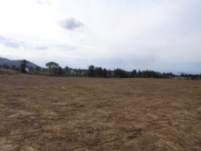 소재지4(금악리 194-1) 경작지 부분 사진