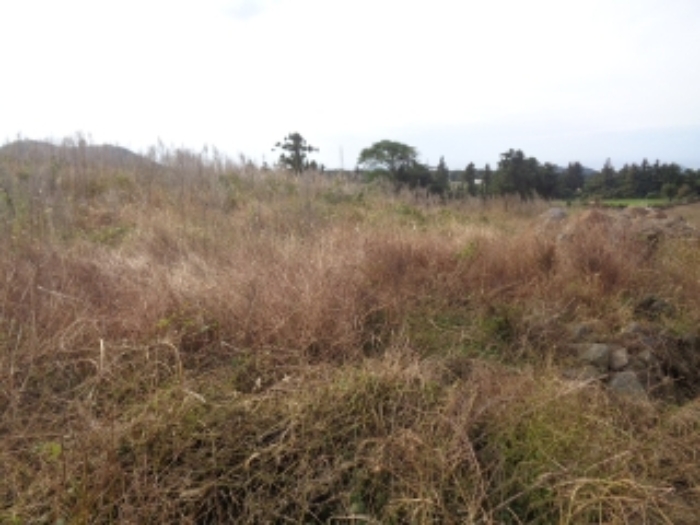 소재지4(금악리 194-1) 휴경지 부분 사진