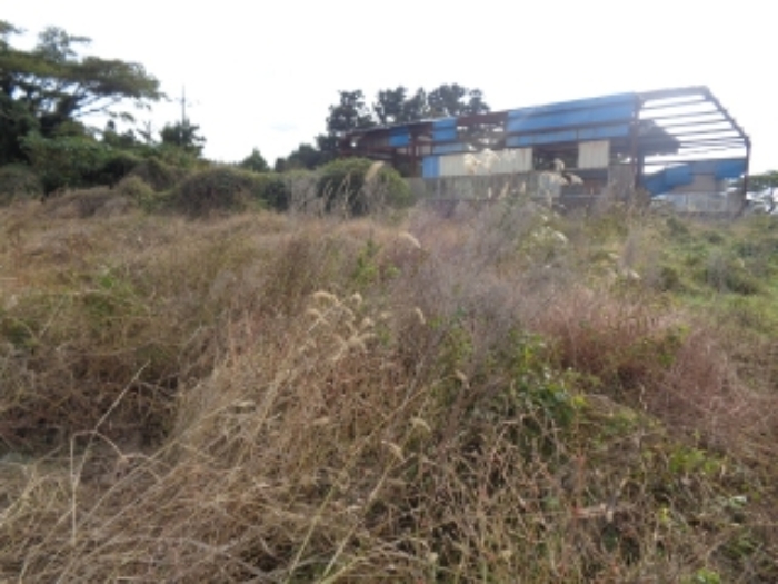 소재지4(금악리 194-1) 휴경지 부분 사진