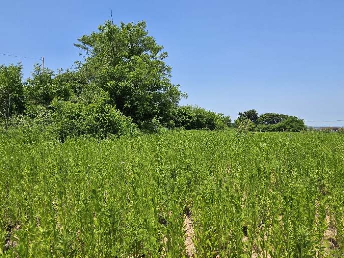 제시 목록 4 전경