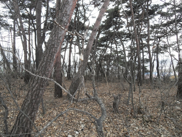 본건 기호 8 (임야 부분)