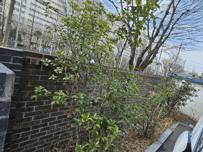 본건 소재 제시외수목 전경