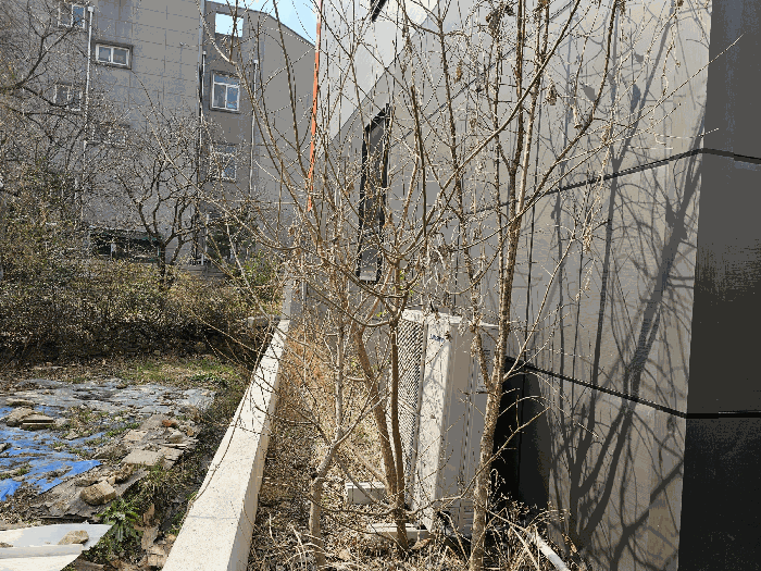 본건 소재 제시외수목 전경