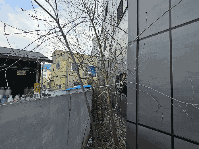 본건 소재 제시외수목 전경