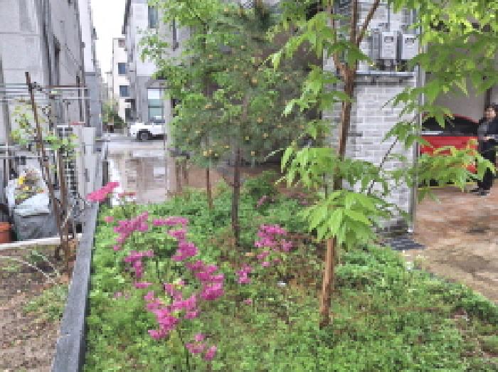 제시외 수목 모습