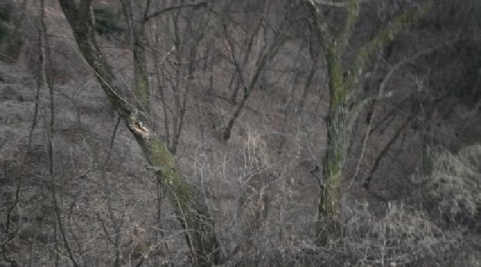 경북 칠곡군 기산면 영리 1004. 임야의 전경
