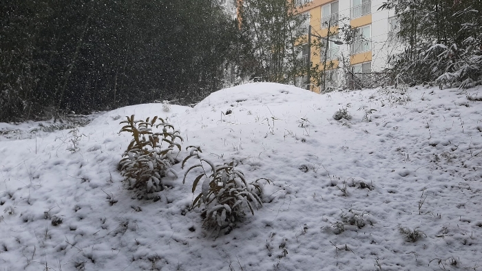 대상 임야 상단부 분묘 2기 모습