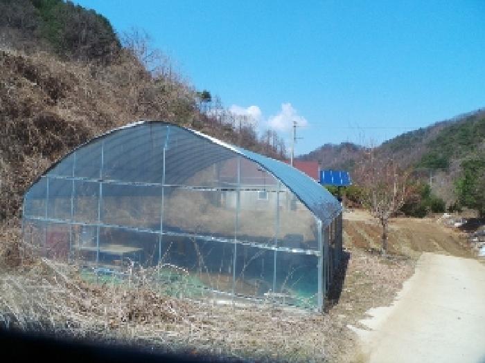 사진15번 [목록번호3번 부동산에 소재하는 철파이프조 비닐하우스전경] 