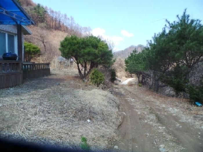 사진24번 [본건 토지에 소재하는 수목등 전경]