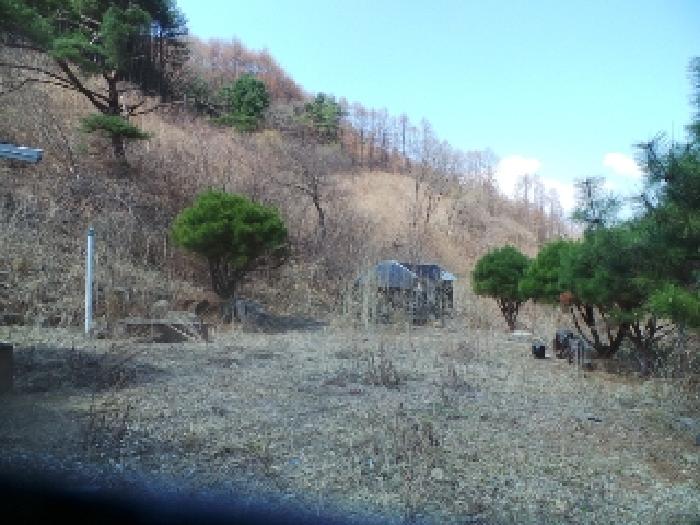 사진25번 [본건 토지에 소재하는 수목등 전경]