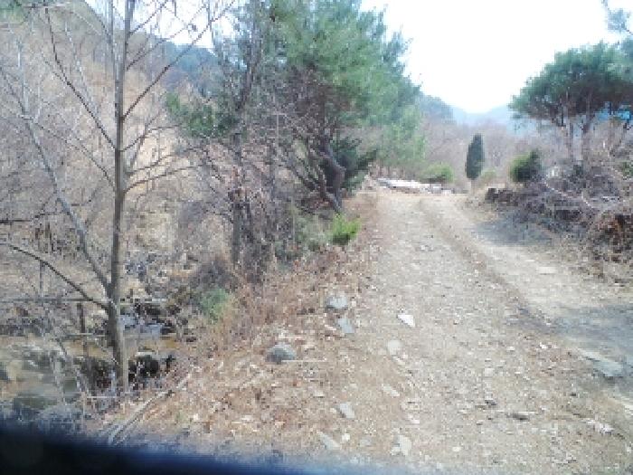 사진23번 [본건 토지에 소재하는 수목등 전경]