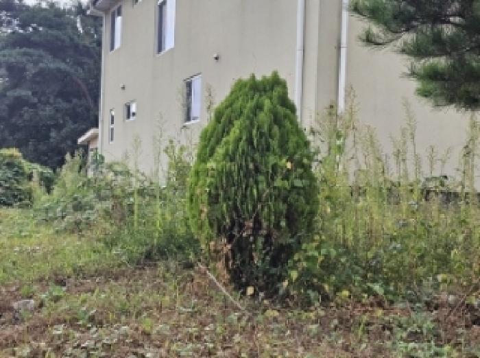 기호4번 점유자 임종필 소유의 조경수