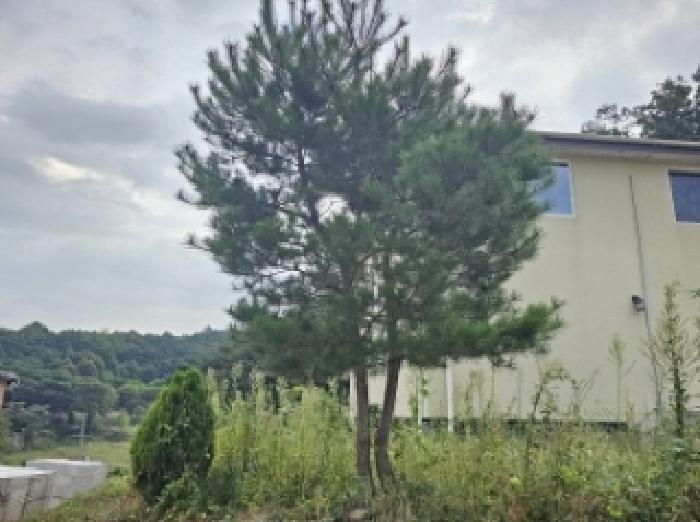 기호4번 점유자 임종필 소유의 조경수