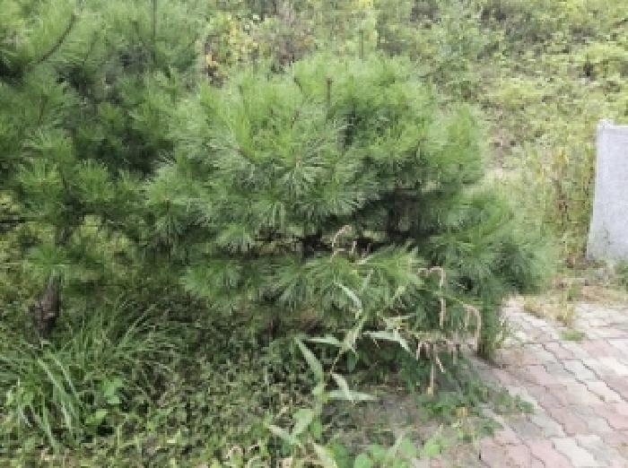 기호4번 점유자 임종필 소유의 조경수