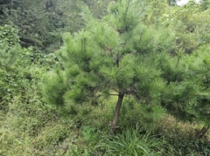 기호4번 점유자 임종필 소유의 조경수