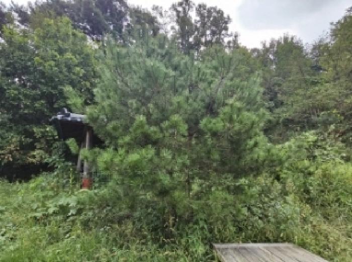 기호4번 점유자 임종필 소유의 조경수