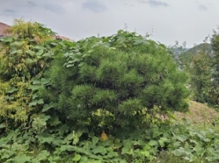 기호4번 점유자 임종필 소유의 조경수