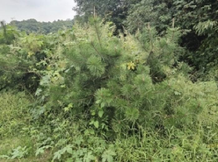 기호4번 점유자 임종필 소유의 조경수