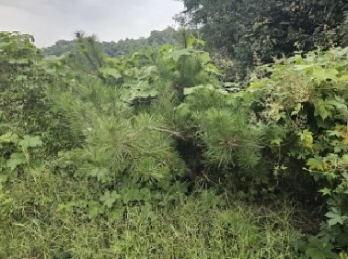 기호4번 점유자 임종필 소유의 조경수