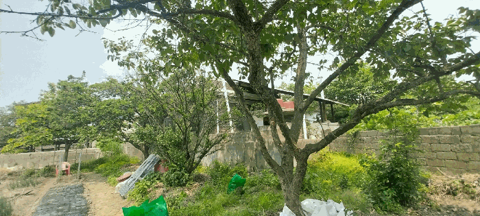 조경상황(무화과, 감나무 등)