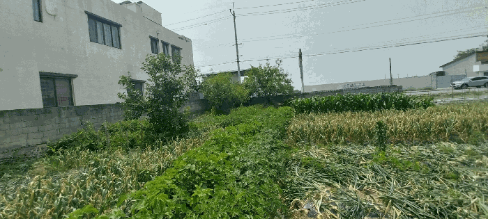 조경상황(3,6 서측 밭 전경)