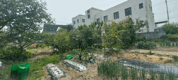 조경상황(동남부 수목전경)