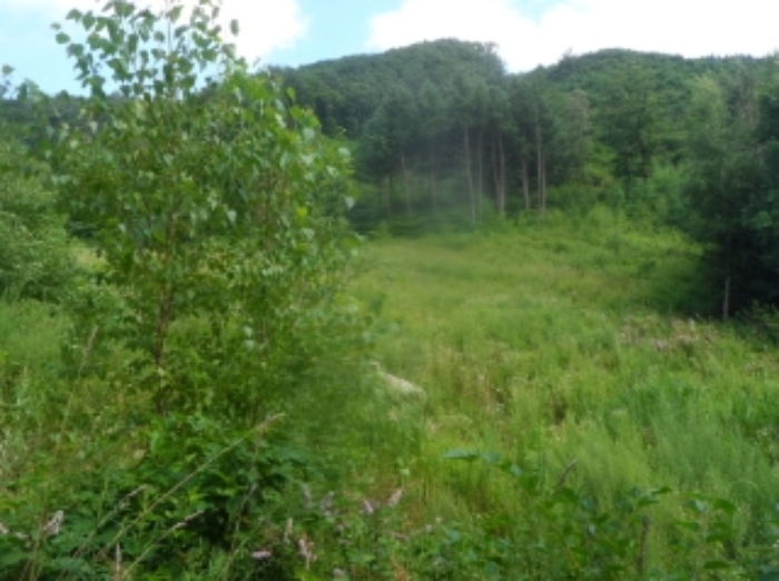 본건 근거리에서 촬영한 것임