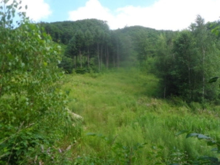 본건 근거리에서 촬영한 것임