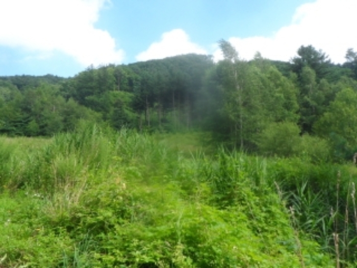 본건 근거리에서 촬영한 것임