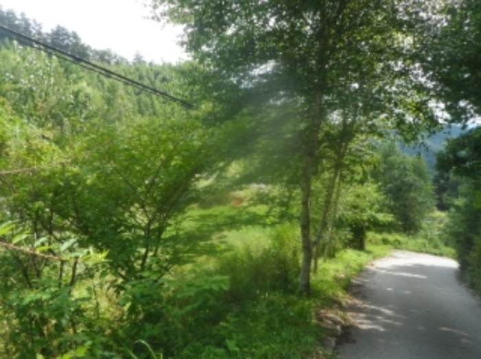 본건 근거리에서 촬영한 것임