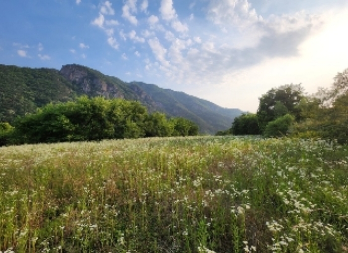 충청북도 영동군