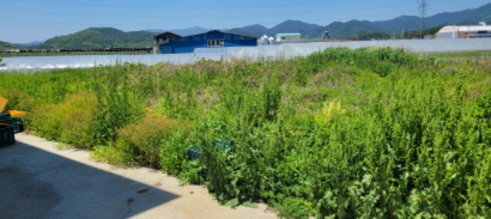 서원리 494-3 전경 - 공장 뒷편 묵 답 상태임.