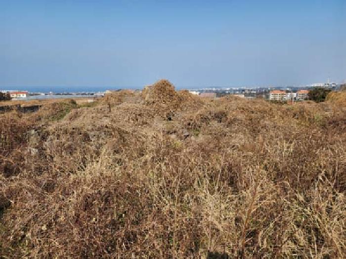 소재지1(광령리 1862) 전경 사진