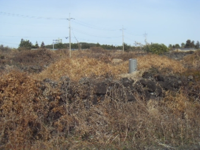 본건(동광리 1278) 지상 제시외 분묘 사진