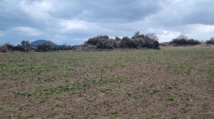 소재지3(하도리