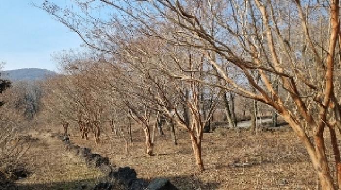 소재지4(교래리 산122-1) 전경2