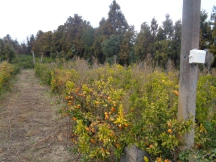 소재지 1. (애월읍 장전리 32-4) 전경