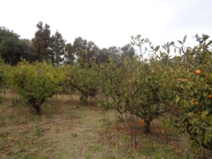 소재지 1. (애월읍 장전리 32-4) 전경