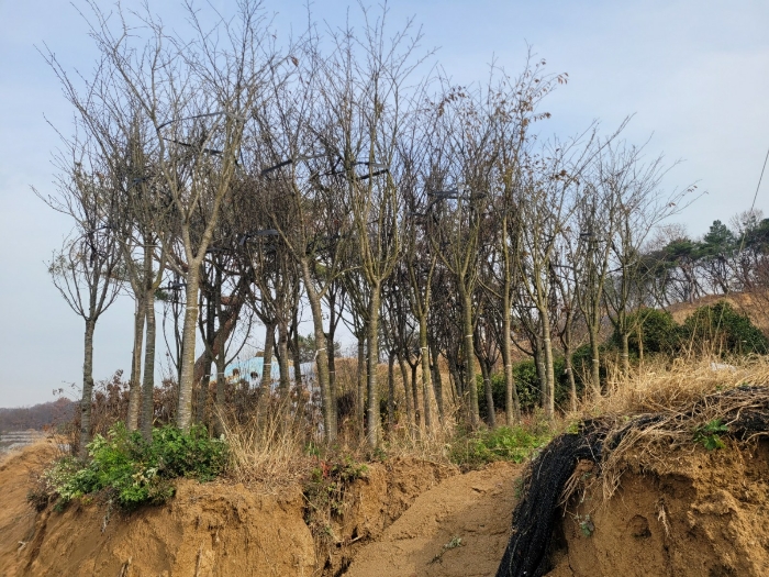 기호(1) 위 지상 조경수목