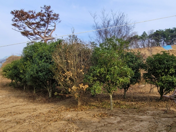 기호(1) 위 지상 조경수목